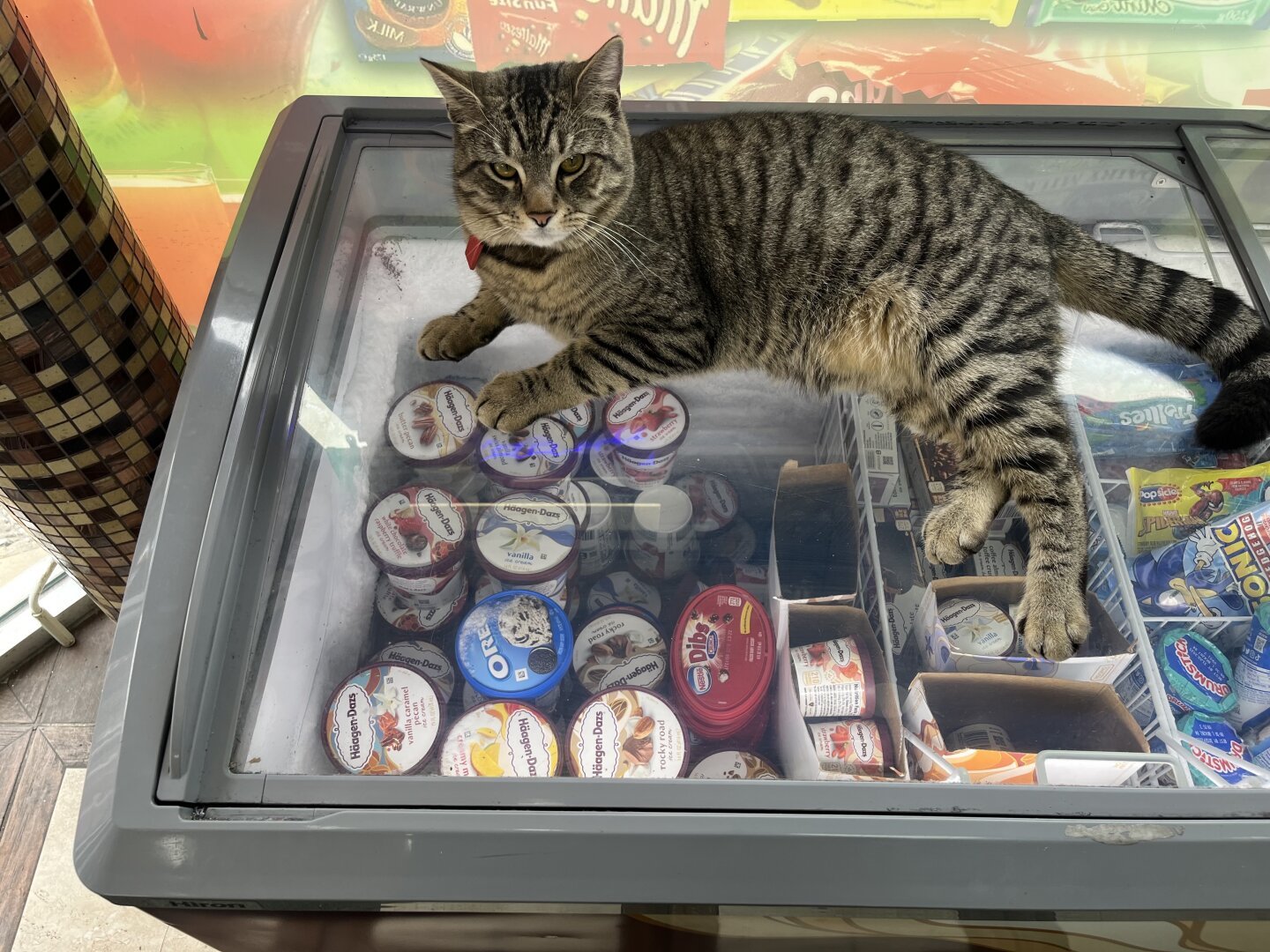 bodega cat