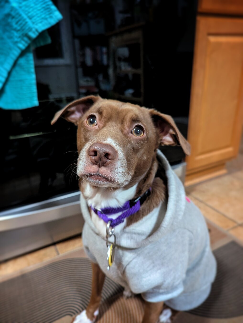 Bean, the brown and white dog waiting patiently by the stove in a grey hoodie and purple collar