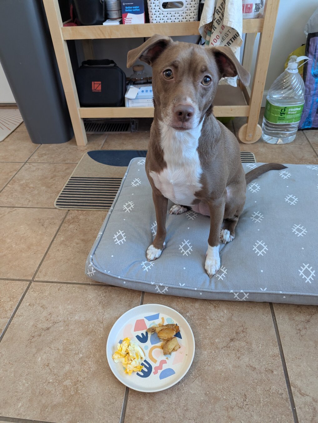 Bean, a brown and white dog, waiting patiently on her mat to eat a delicious breakfast of scrambled eggs and home fries.