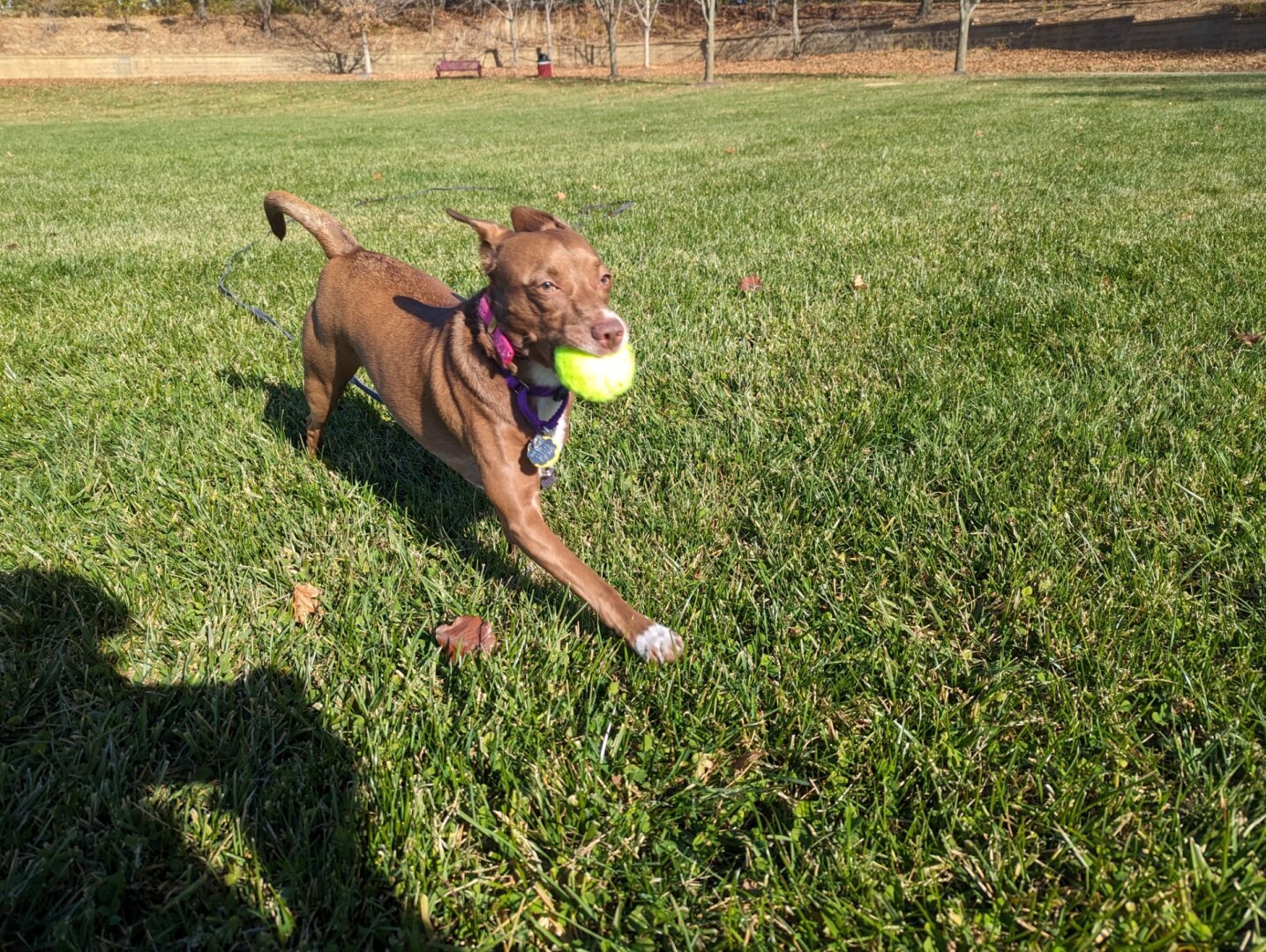 Dog running with a yellow tennis ball in her mouth