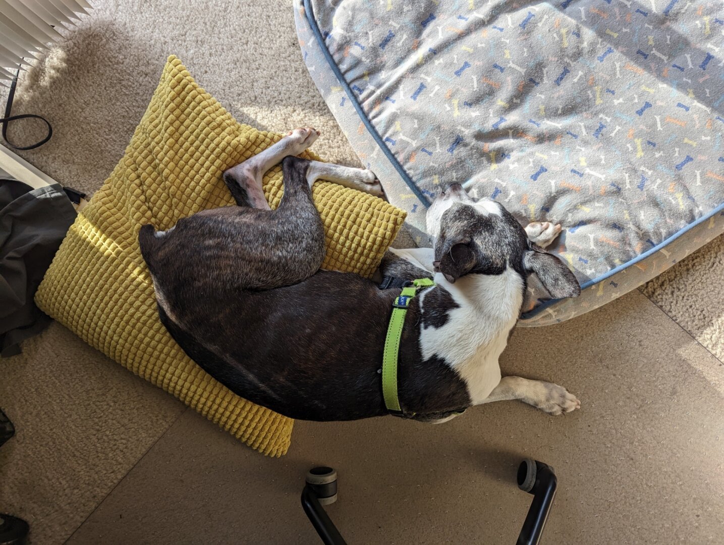 Black and white dog sleeping in a sprawling position  with a yellow pillow and dog mat in the background.