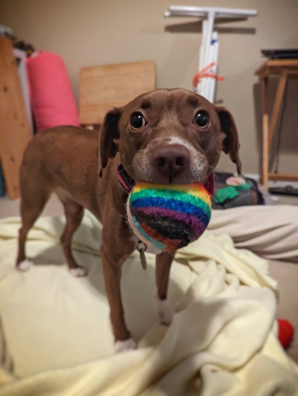 Brown dog with a pride squeaky ball in her mouth.