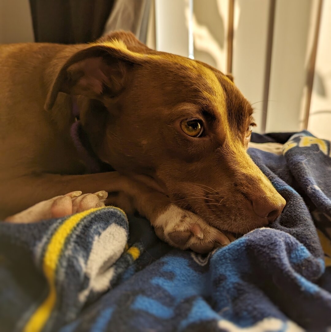 Brownish red dog laying on a blue blanket with the sun highlighting a portion of her face.