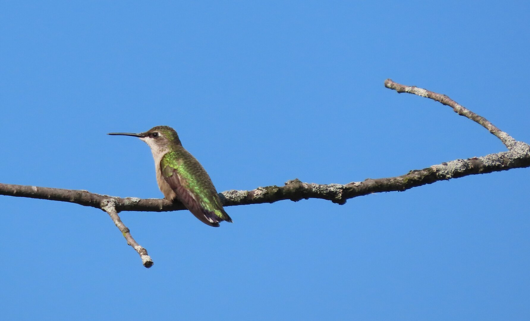 A small green-feathered hummingbird clinging to a twig.