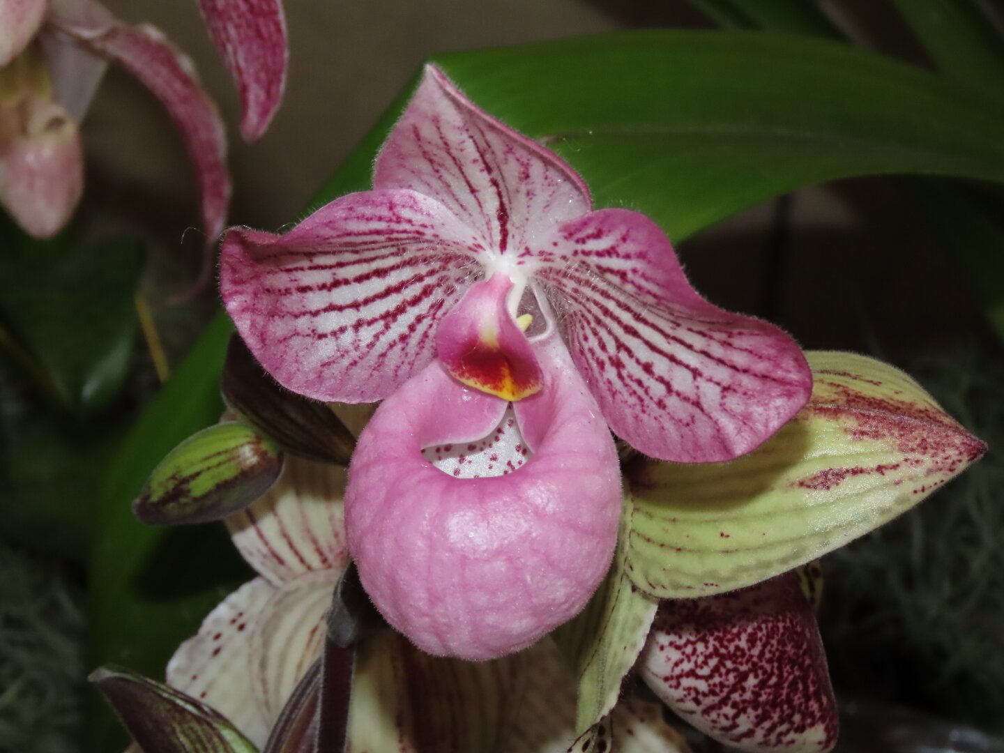 A paph magic lantern flower, mostly pink
