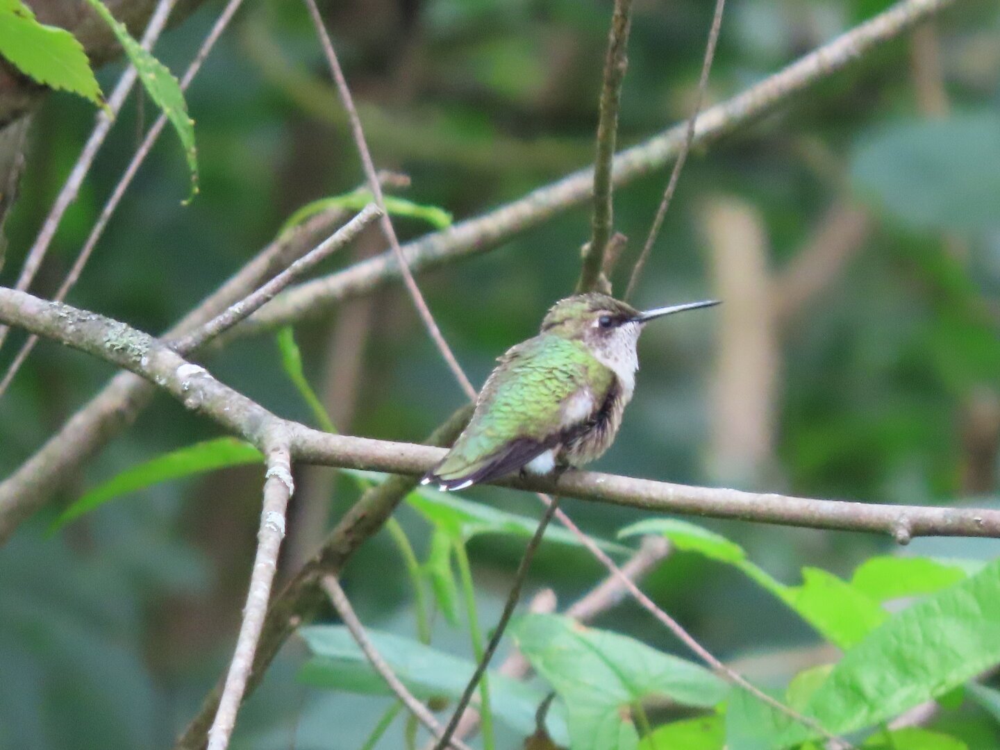 A hummingbird perched on a branch
