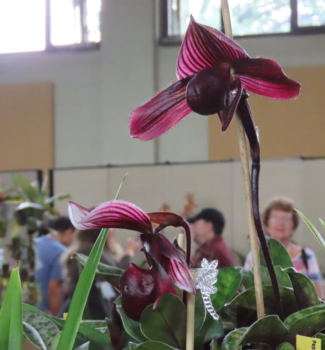 A photo taken in a gymnasium of a flower