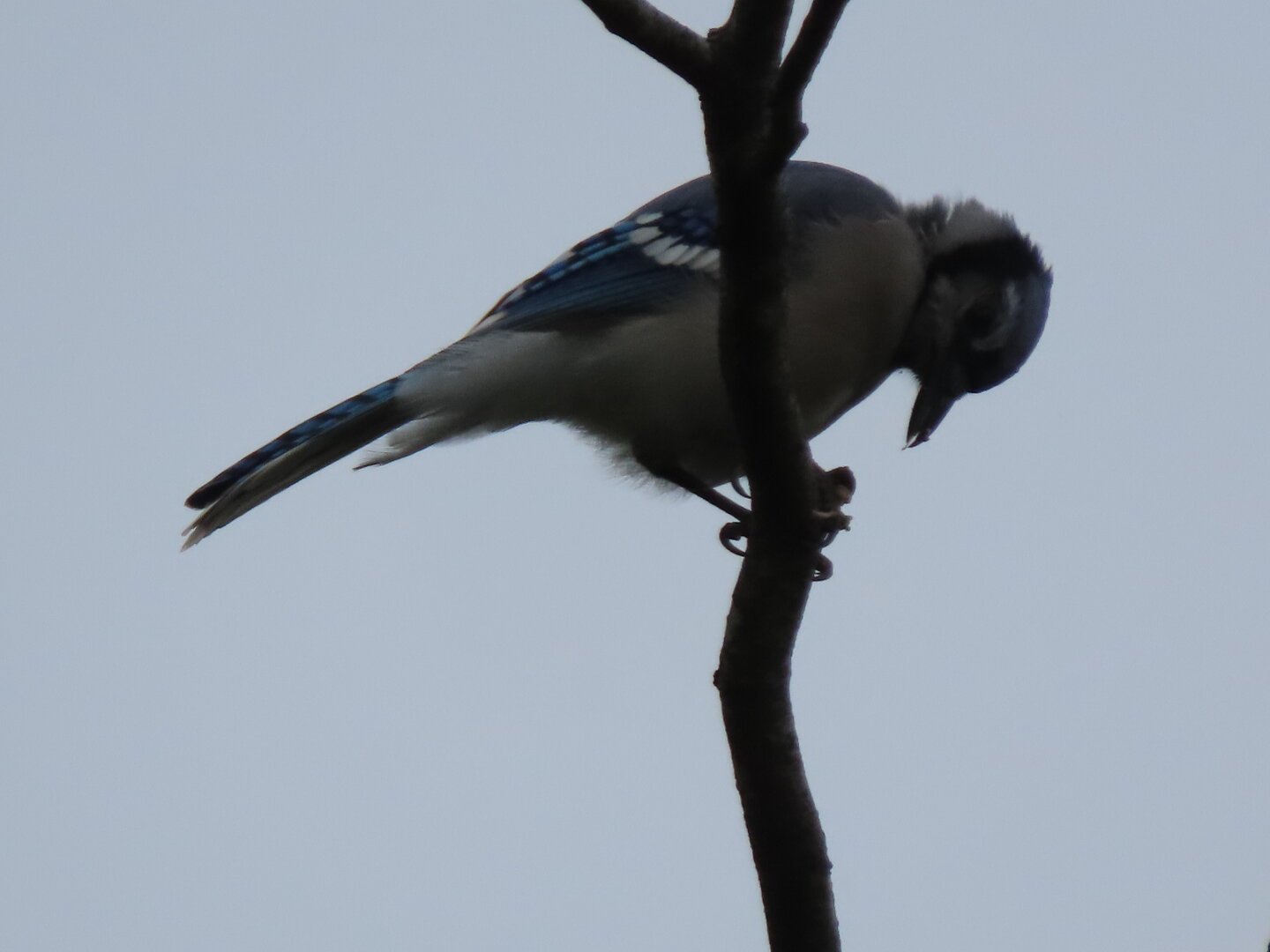 A bluejay wedging a nut into a branch's fork to brace it so it can try to peck it open.