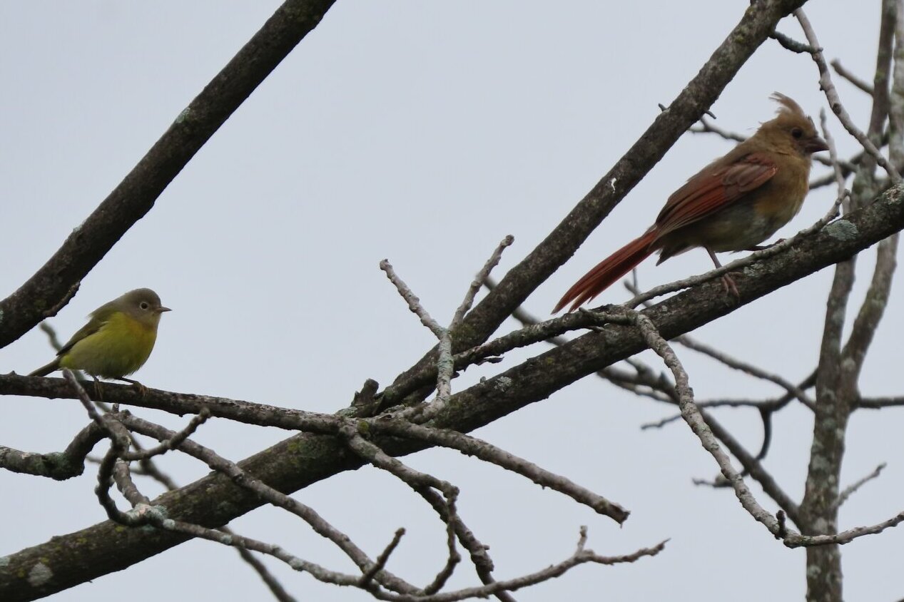 Two birds on a branch