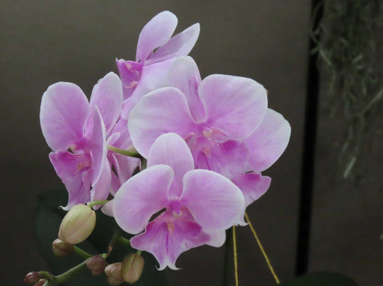 A closeup of a pink and white flower