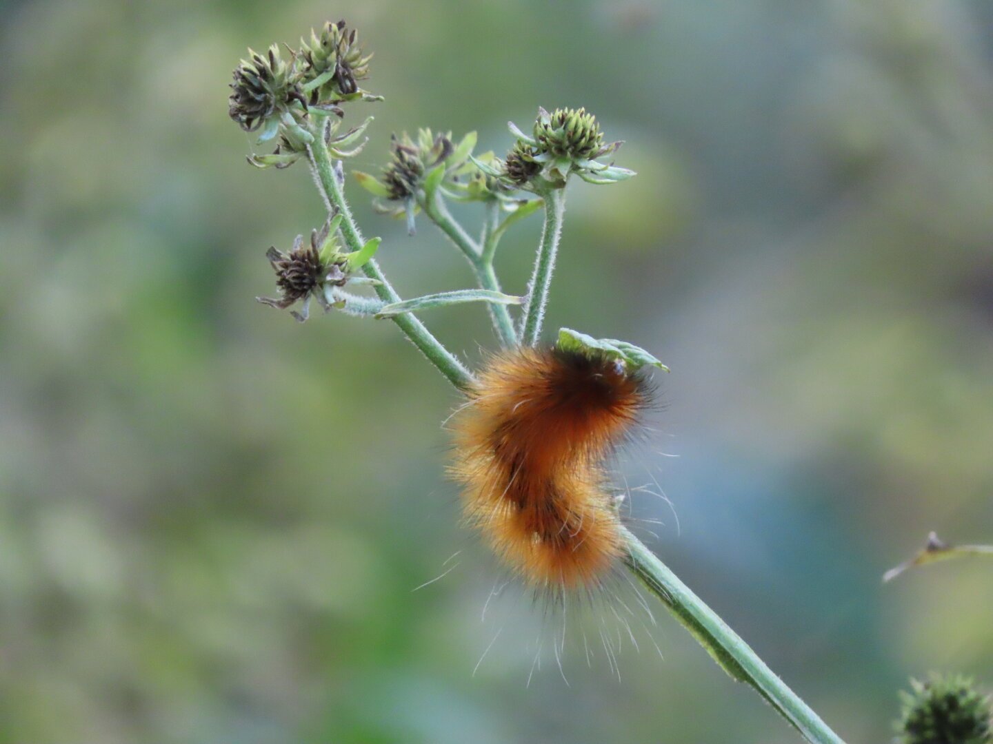 A fuzzy orange caterpillar perched on the stem of a plant.