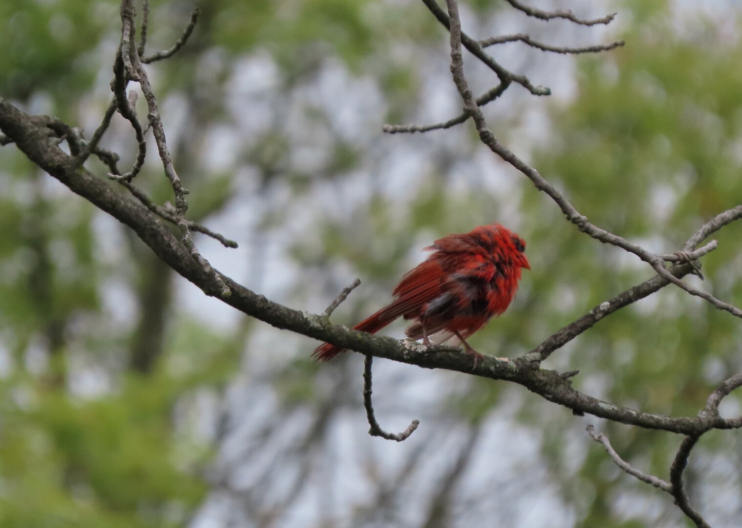 A male cardinal, damp and feathers all fluffed out to dry.