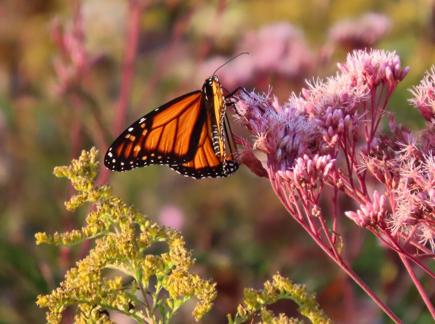A monarch butterfly, centered in the frame, perched on a cluster of pink flowers while hanging above a green and yellow plant. Its wings are letting the sun filter through, creating a glow like light through a stained glass window.