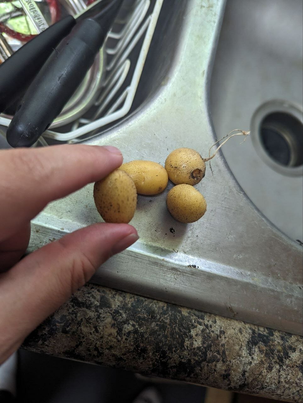 A photo of four tiny potatoes the size of grapes, resting on the edge of a stainless steel sink.