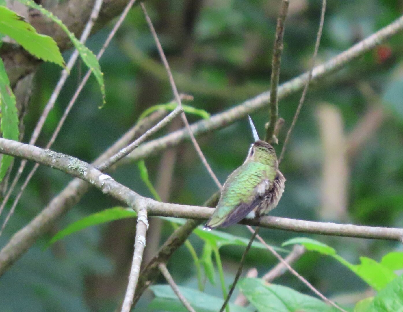 A hummingbird perched on a twig