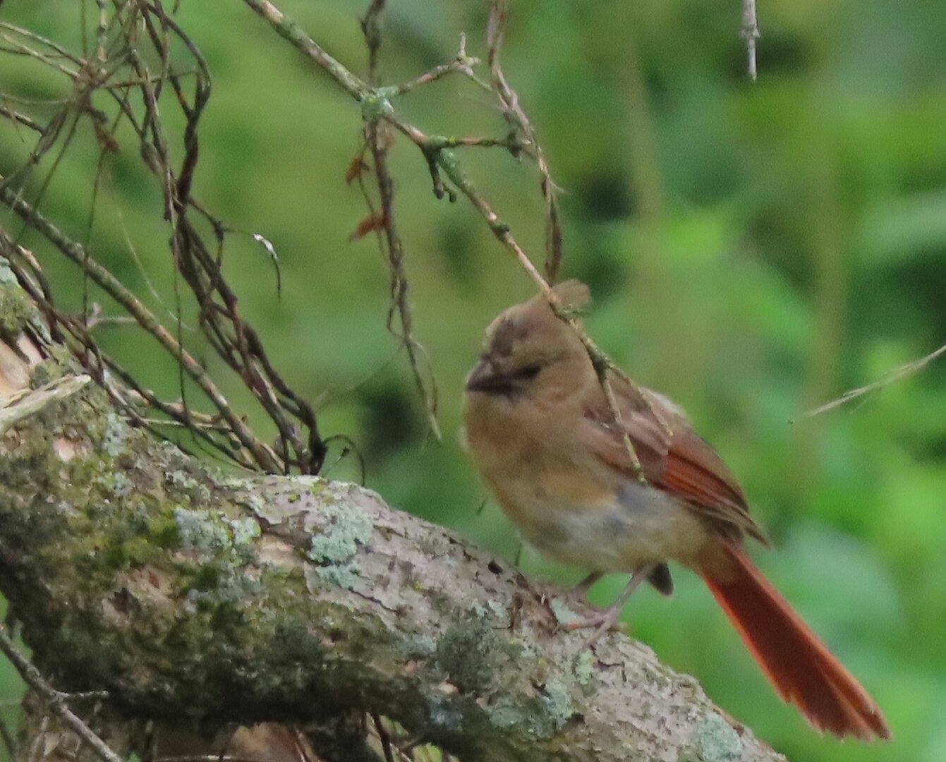 A female cardinal perched on a branch.