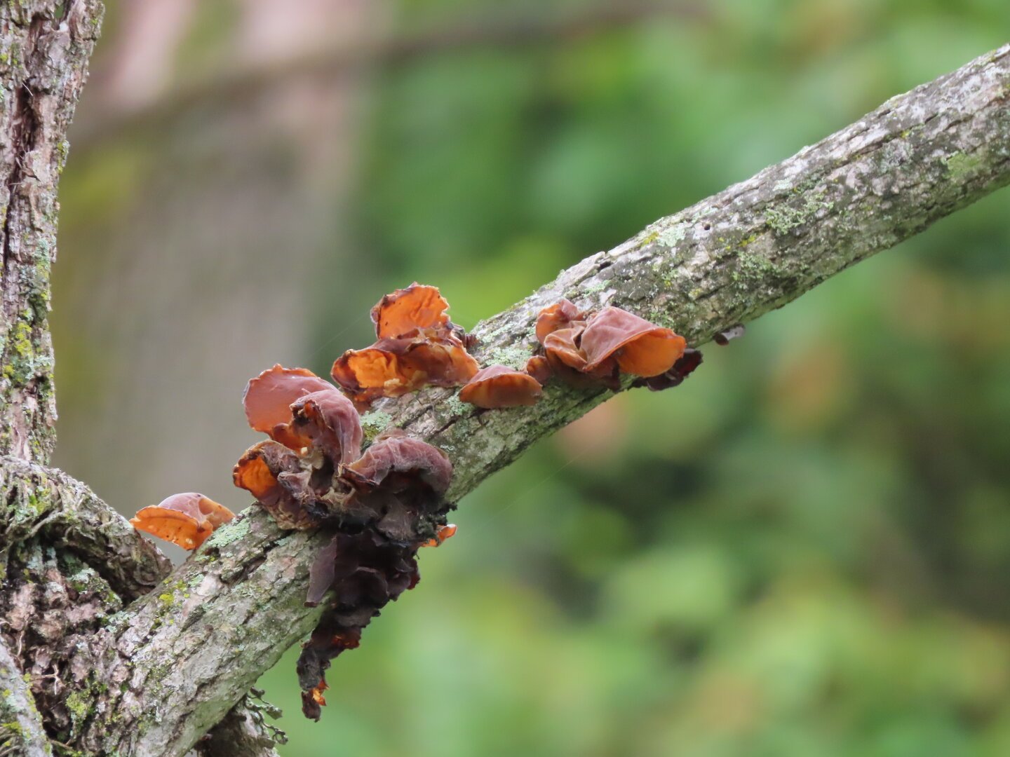 Red fungus on a tree branch