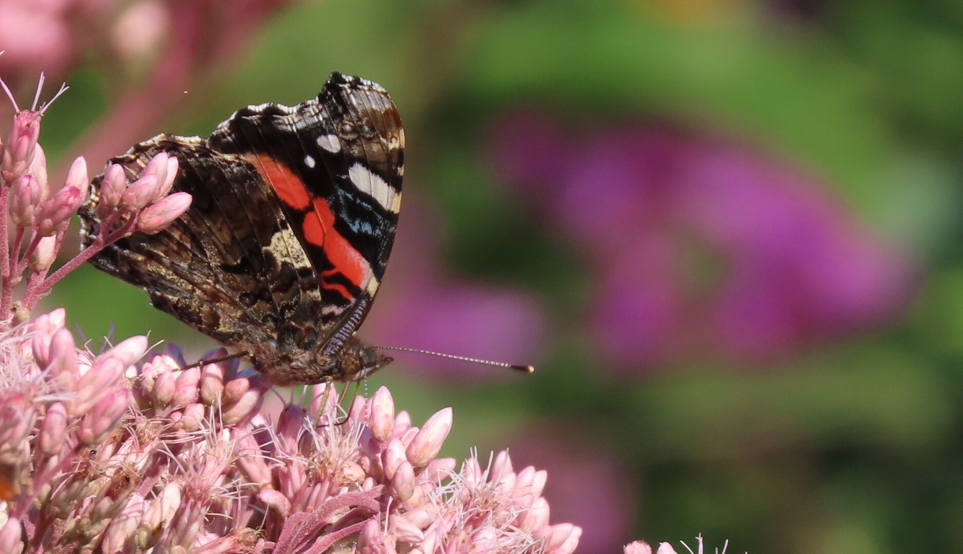 A red admiral butterfly perched amidst pink flowers, with dark purple flowers visible in the background as a blur.