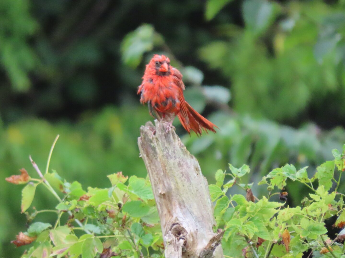 A damp, fluffy male cardinal