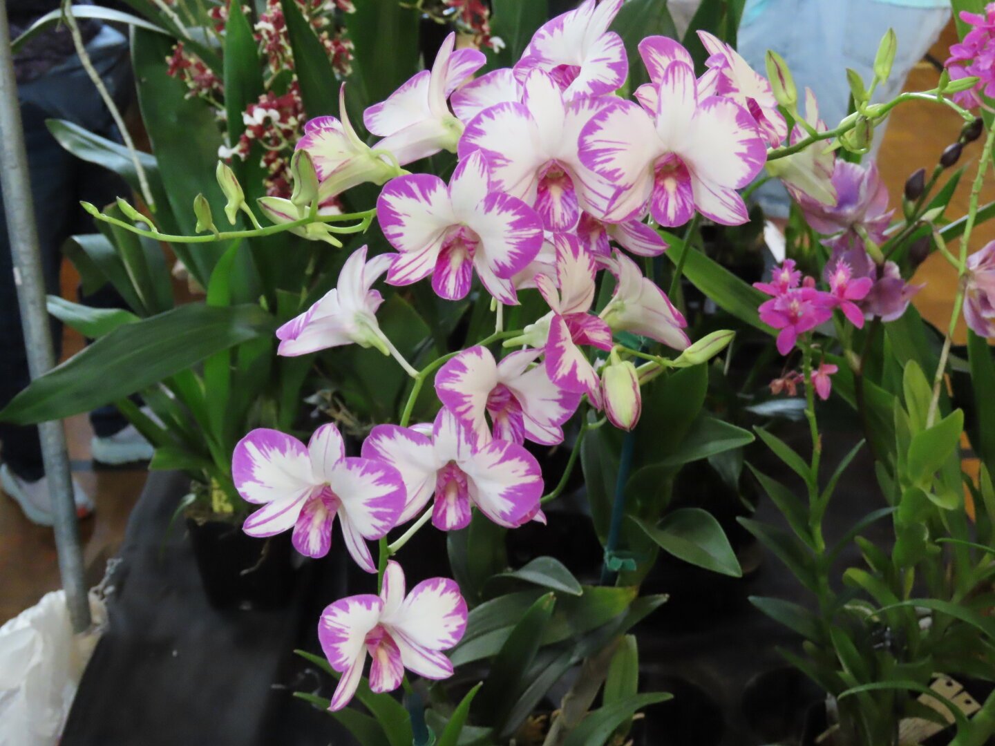 A pink and white flower