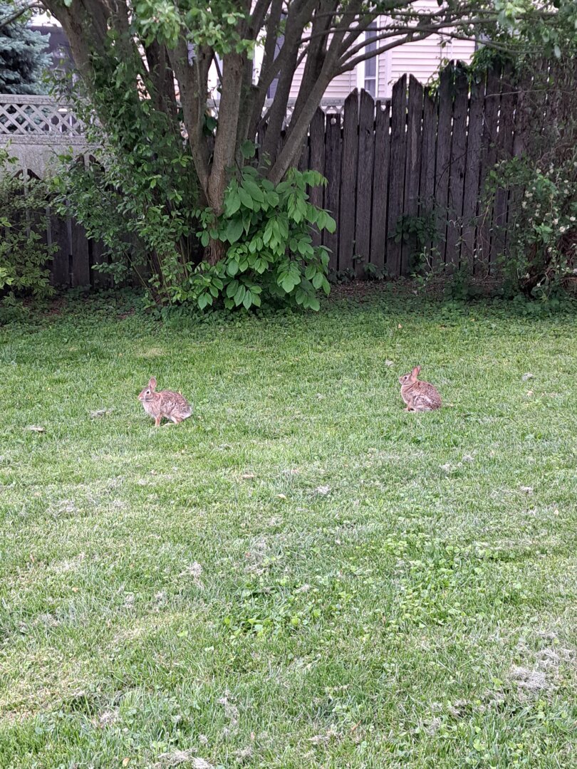 A more distant shot of two rabbits in my yard, some trees and bushes in the background.