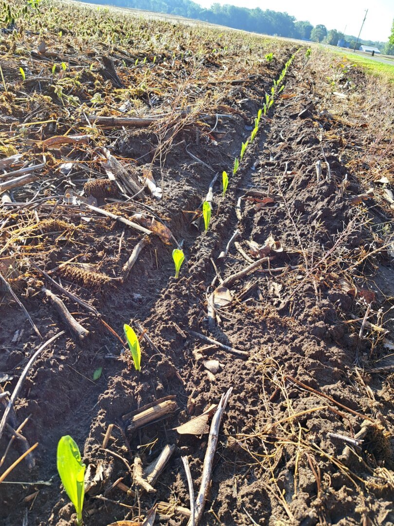A row of soybean sprouts in a farmer's field
