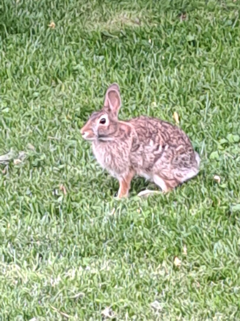 A close up of a bunny-rabbit