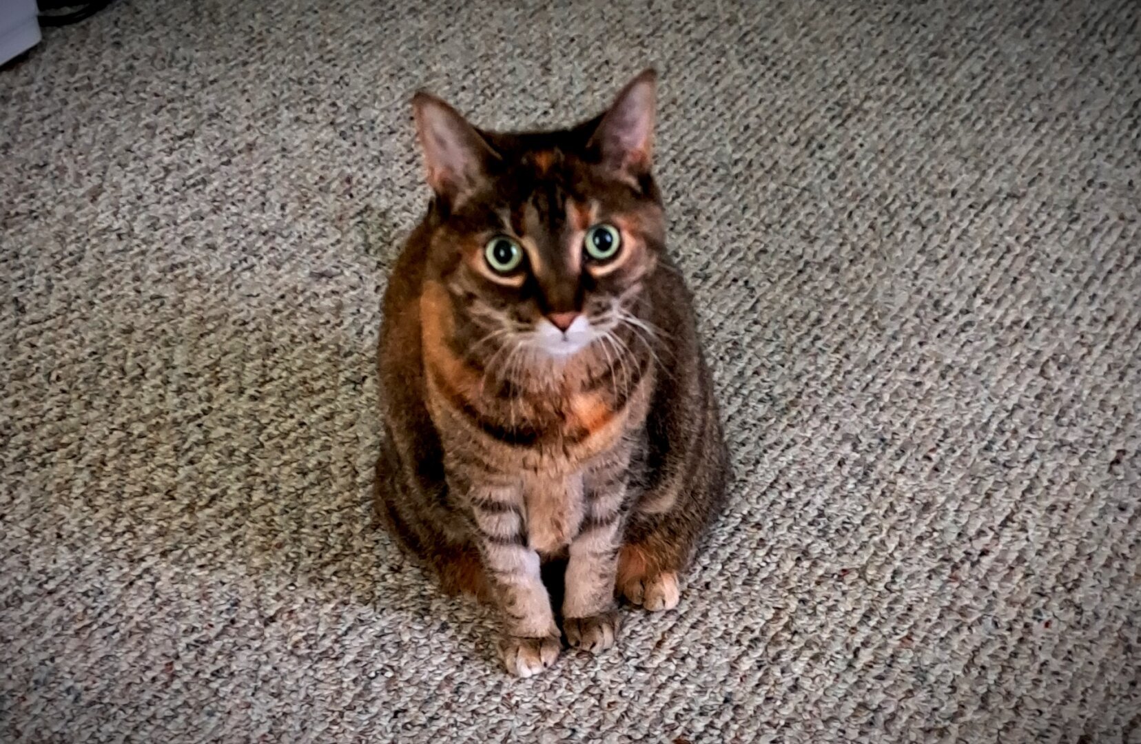 Maggie the cat, momentarily not meowing.