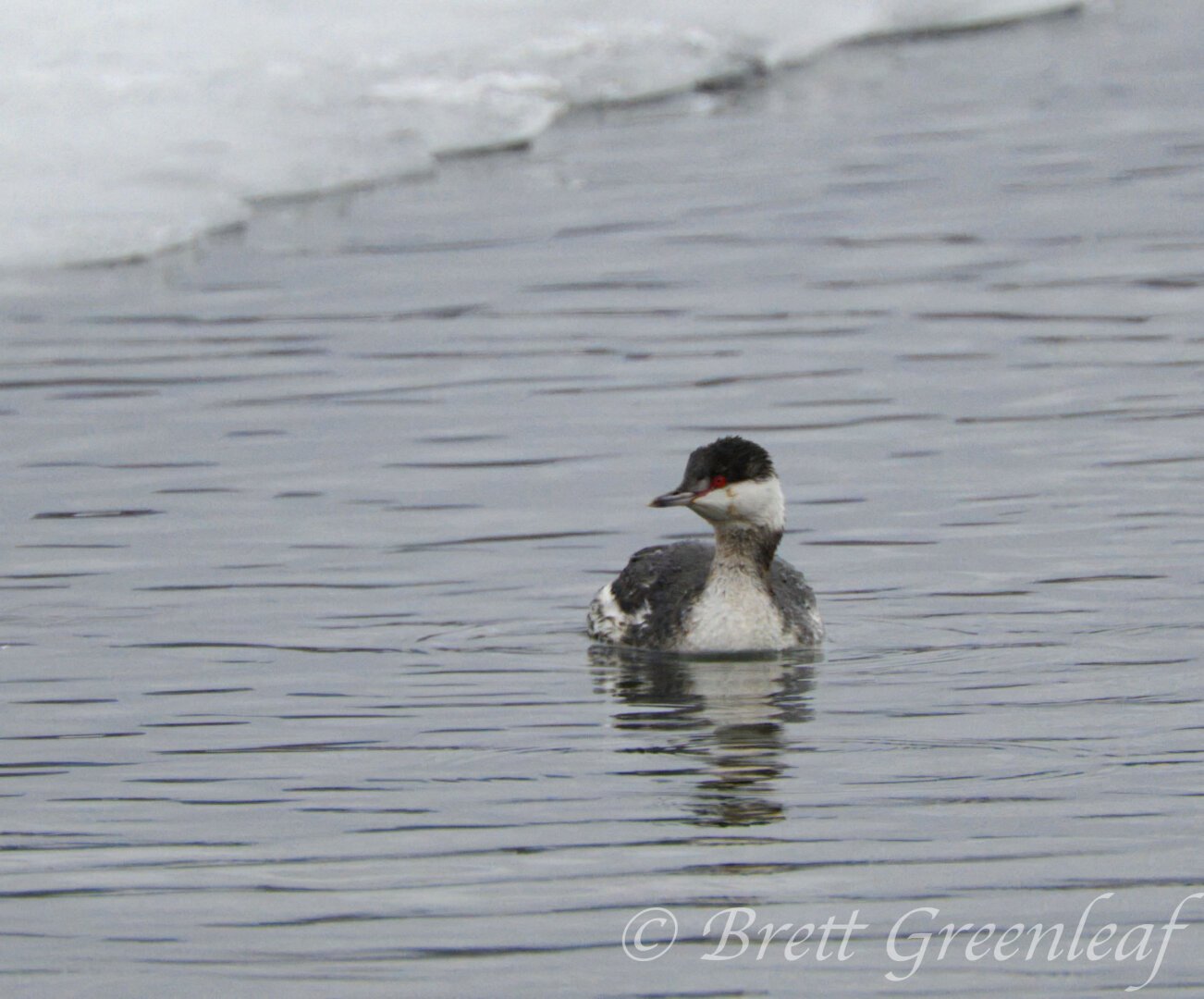 Horned Grebe in the water.  The bird has a red-eye and black capped head.  White chest and dark back.