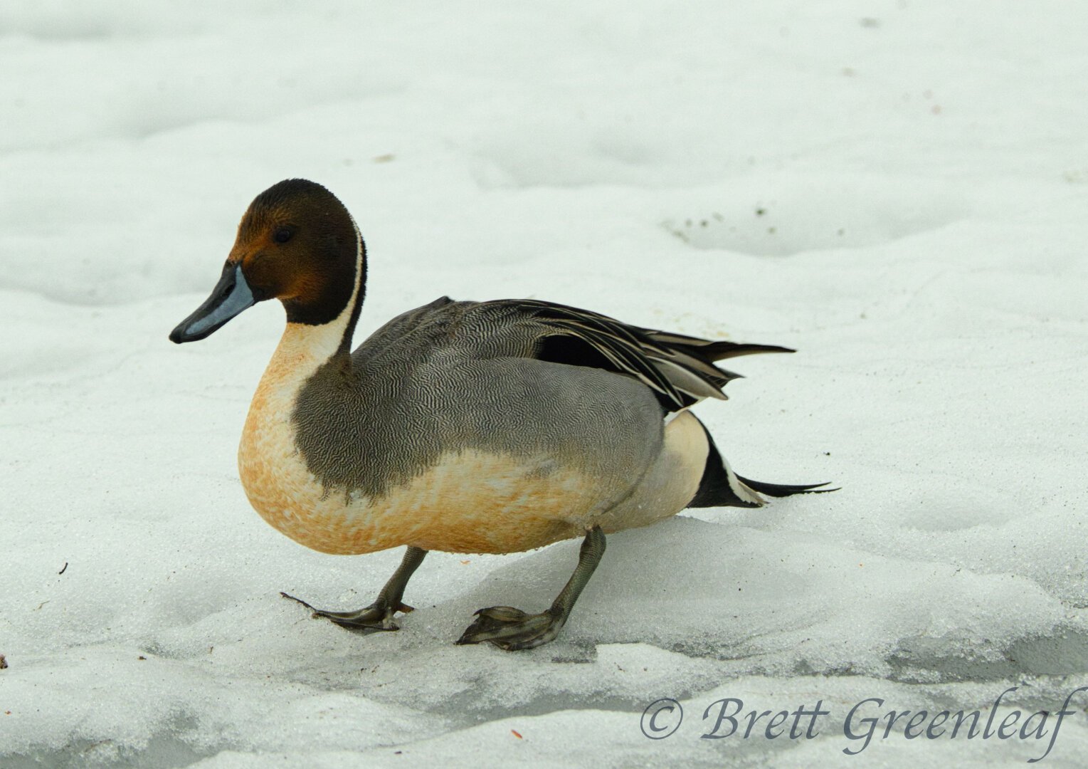 A duck, standing on snow.  The duck has a brown head and neck, white chest, and gray/dark back