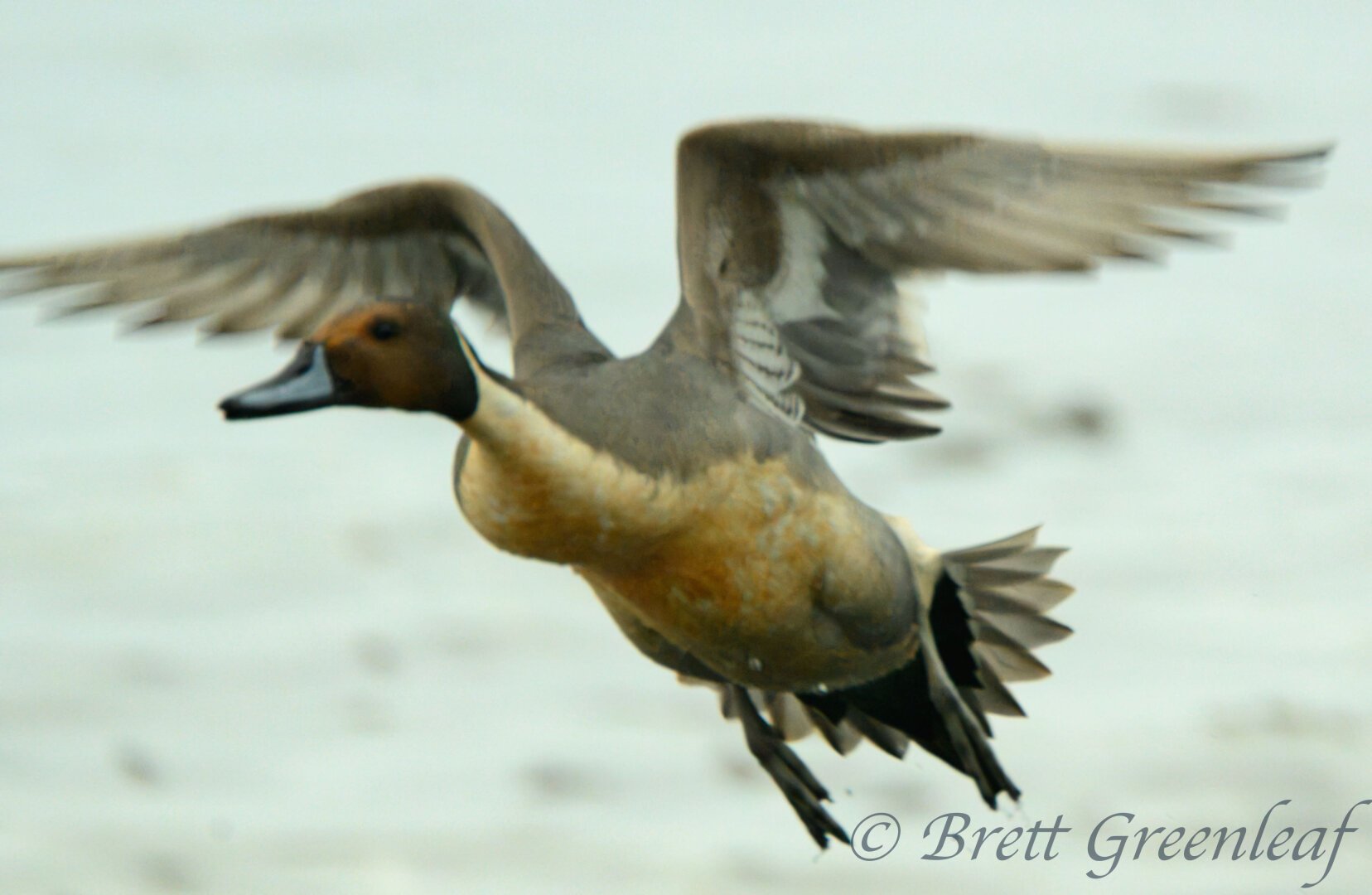 Northern Pintail in flight - brown headed bird with a lighter chest.  Wings are held above the bird in flight.