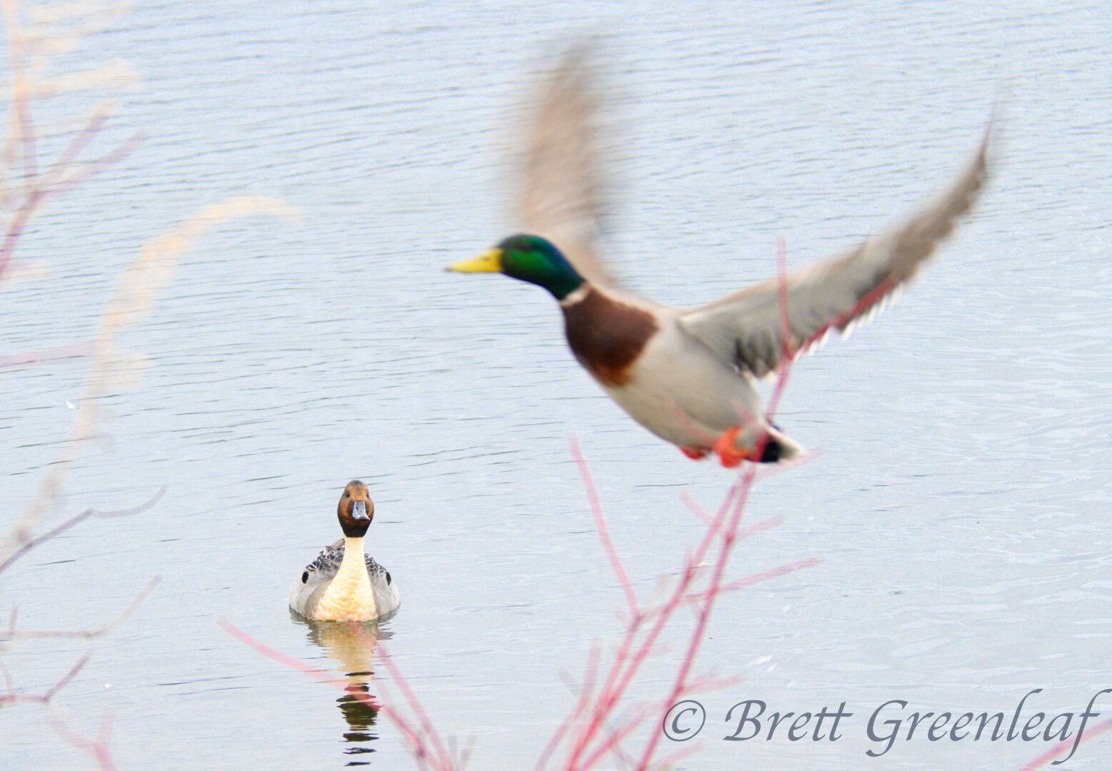 Two birds, a Mallard in flight, green head with a dark maroon chest and white under parts and Pintail with a brown head in the water