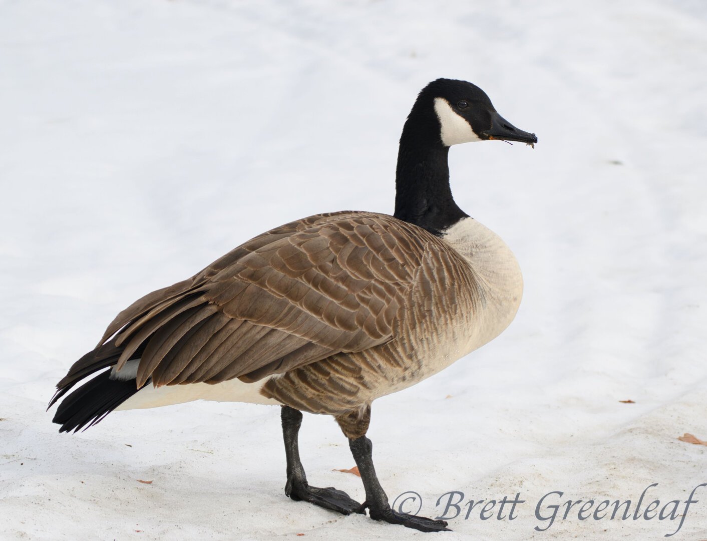Canada Goose (Branta canadensis).  Black legs, brown body, light chest and black neck, walking on snow and ice.