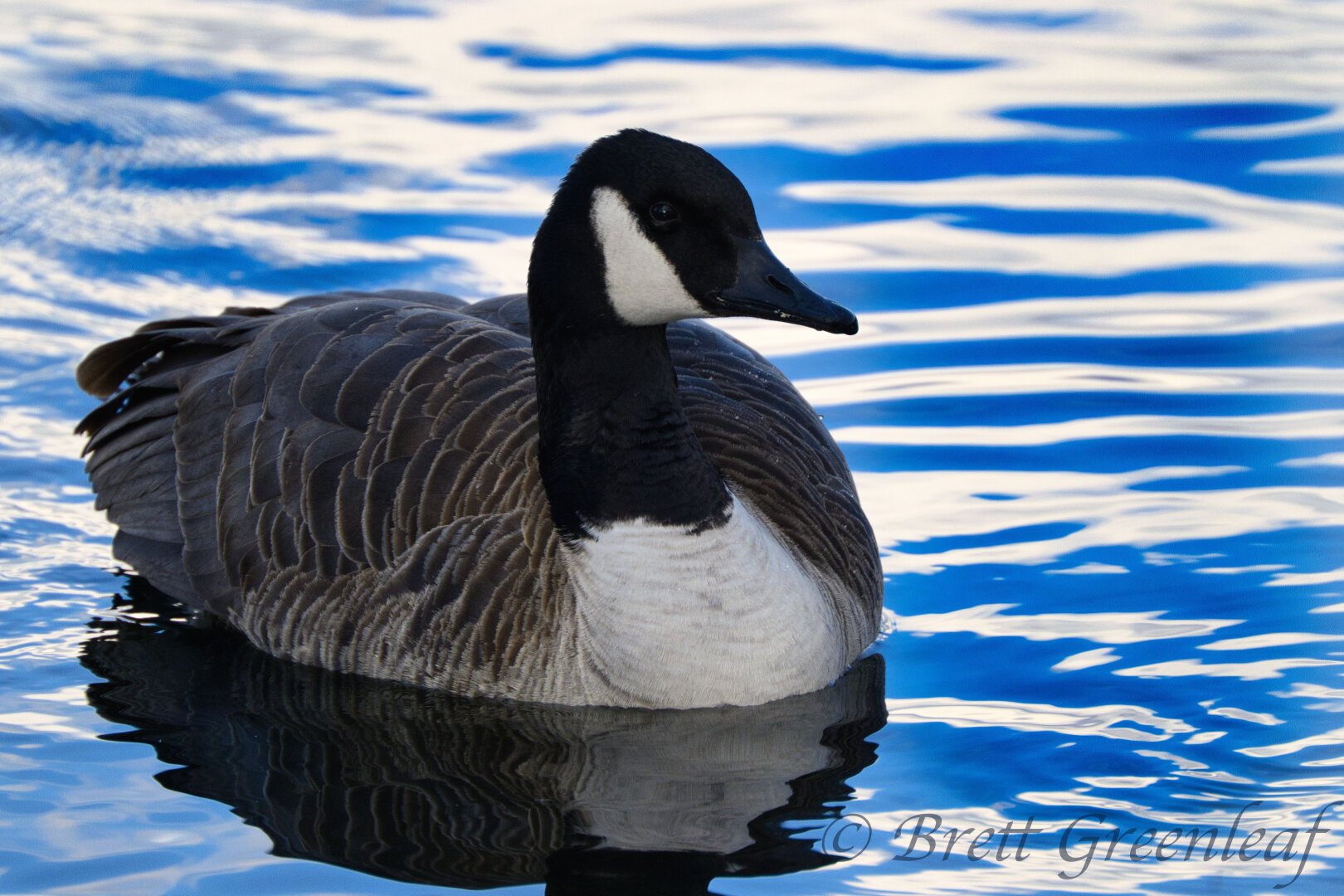 A large goose taking up most of the screen.  The goose is swimming in water.  It is mostly brown with a white chest and a black head and neck.  It also has a white chin strap