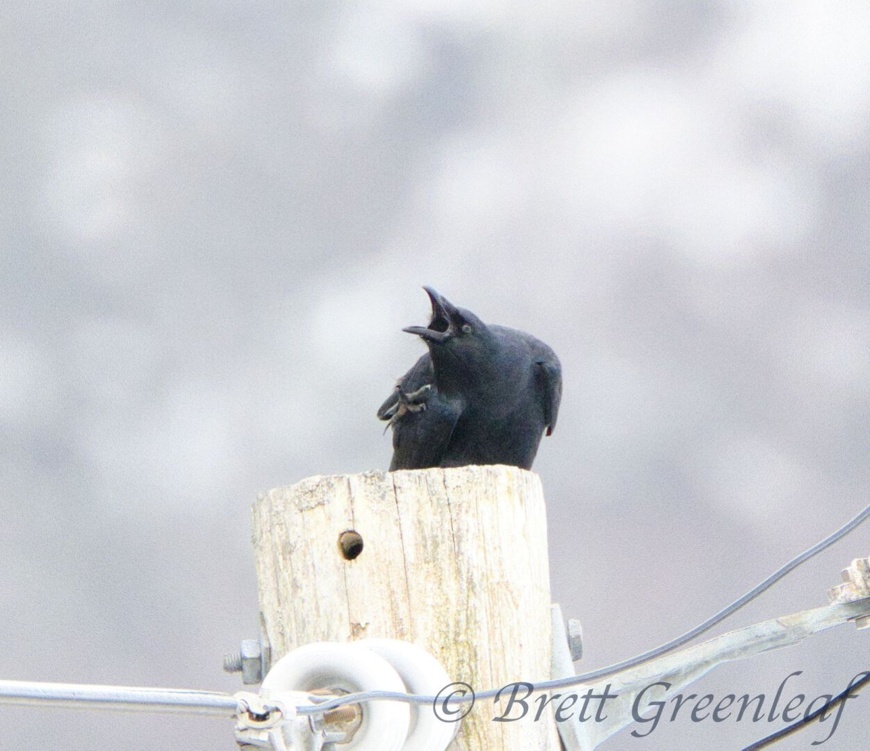 Fish Crow (Corvus ossifragus).  An all-black bird on a pole