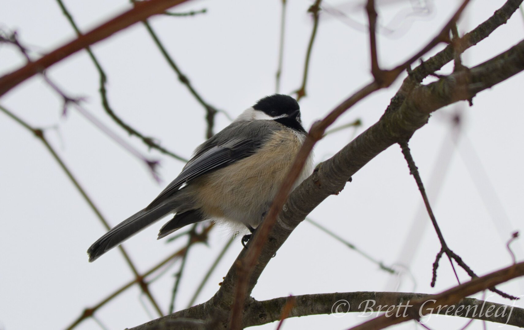 Small, black white, gray, orange-ish bird pictured from below sitting on a branch.