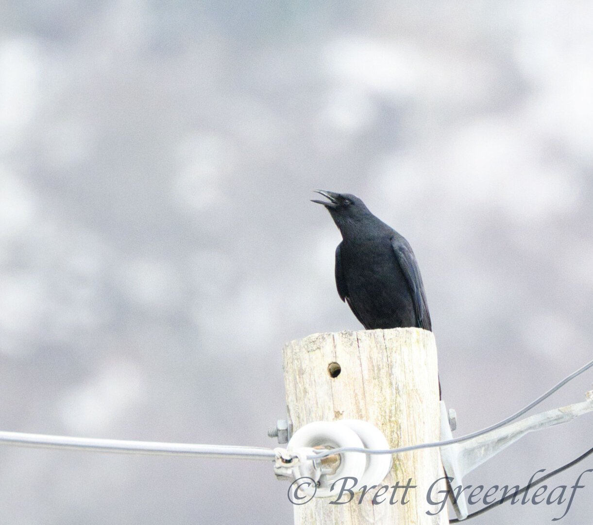 Fish Crow (Corvus ossifragus).  An all-black bird on a pole, it is yelling.