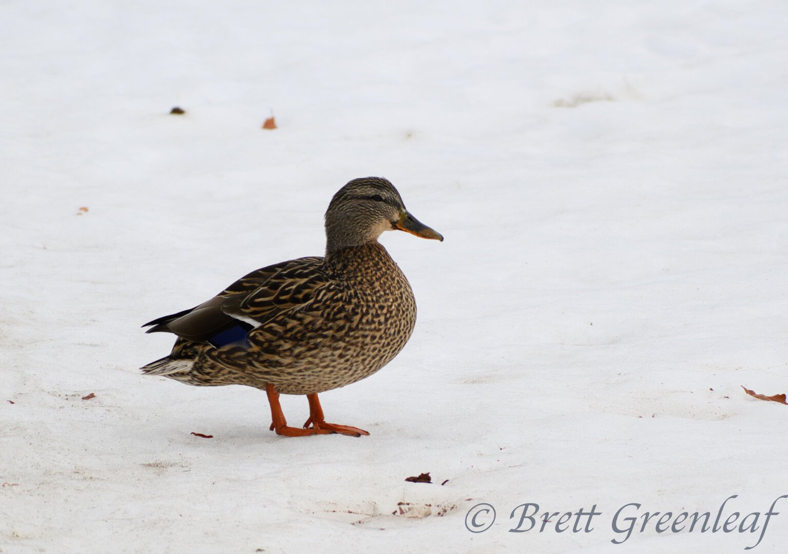 Female Mallard (Anas platyrhynchos), streaked brown body with orange legs