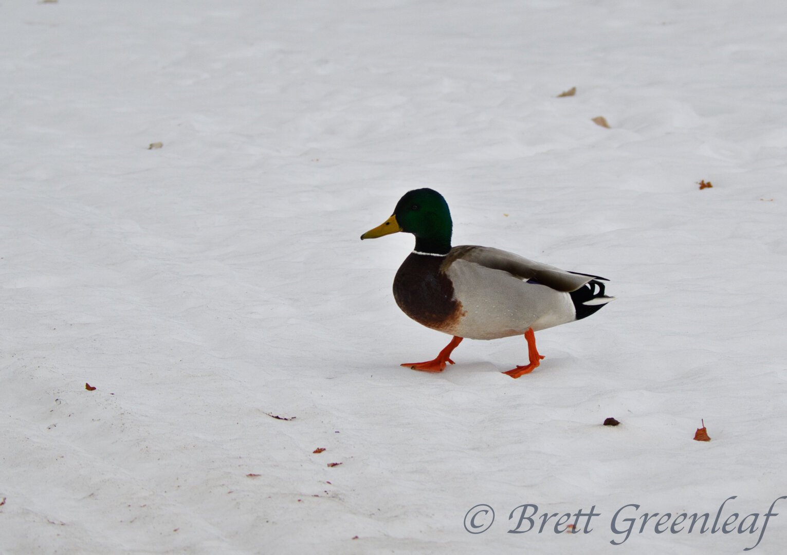 Male Mallard (Anas platyrhynchos) with orange legs, green head, yellow bill, and gray body