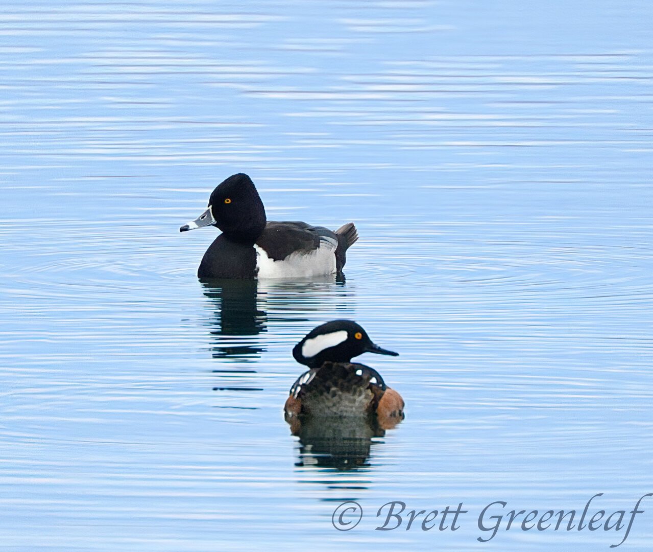 Ring-necked Duck (Aythya collaris) in the back, Hooded Merganser (Lophodytes cucullatus) in the front.