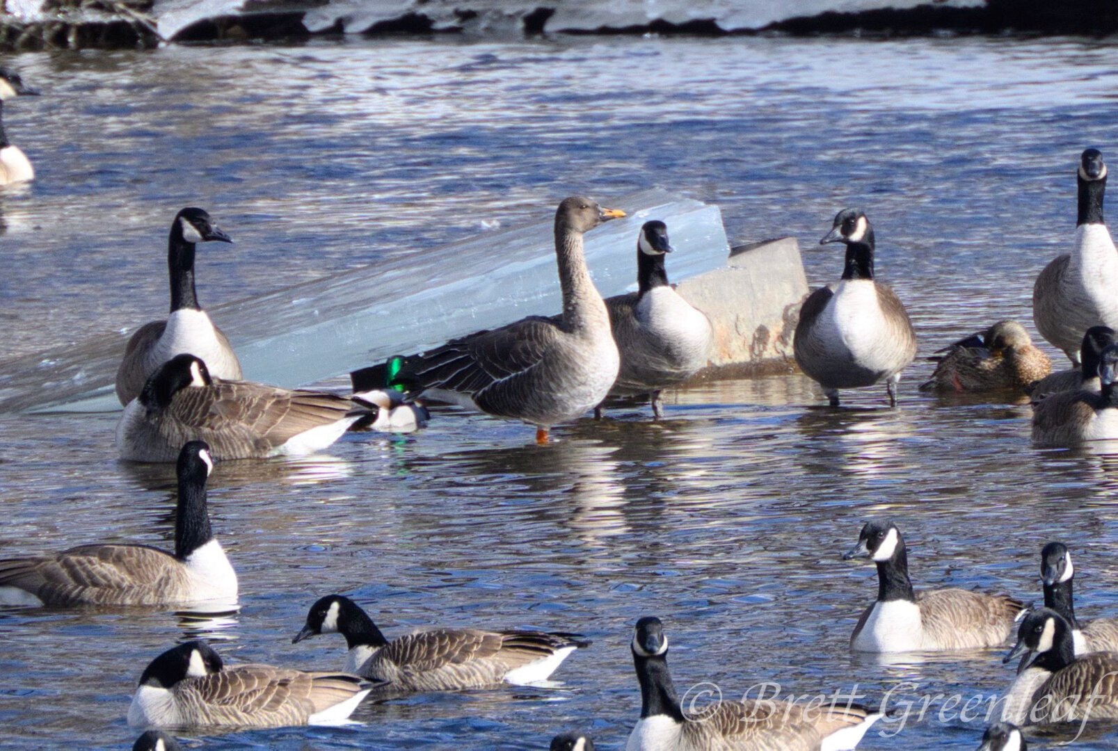 A photo taken around water as there is quite a bit of it, and some ice.  In the center is a large, mostly brown goose with an orange bill that is black where it meets the head.  The legs are also orange, there are some white bars on the wings of the goose.  The goose is a Tiaga Bean-Goose.  It is surrounded by other geese of a different species. They are all brown with black necks, white chests, and a white streak in their heads that go under their chin.  They are all Canada Geese.  To our left, behind the Bean-Goose is a lone male mallard duck, noticeable by it's very green head.