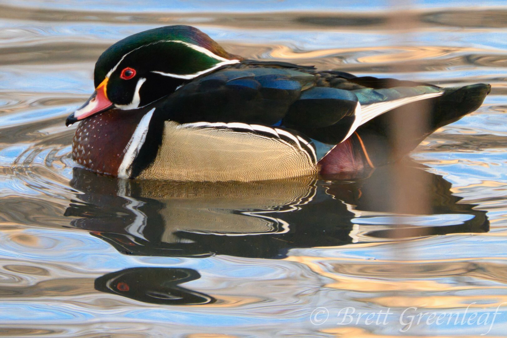 A very colorful duck on the water.  The duck is light tan on the bottom, green on the top, with white streaks.  There are maroon patches on the front and back.  The bill is a bright red with some black streaks, the base of the bill where it meets the head is orange.  The bird's eye is red with an orange eye ring.