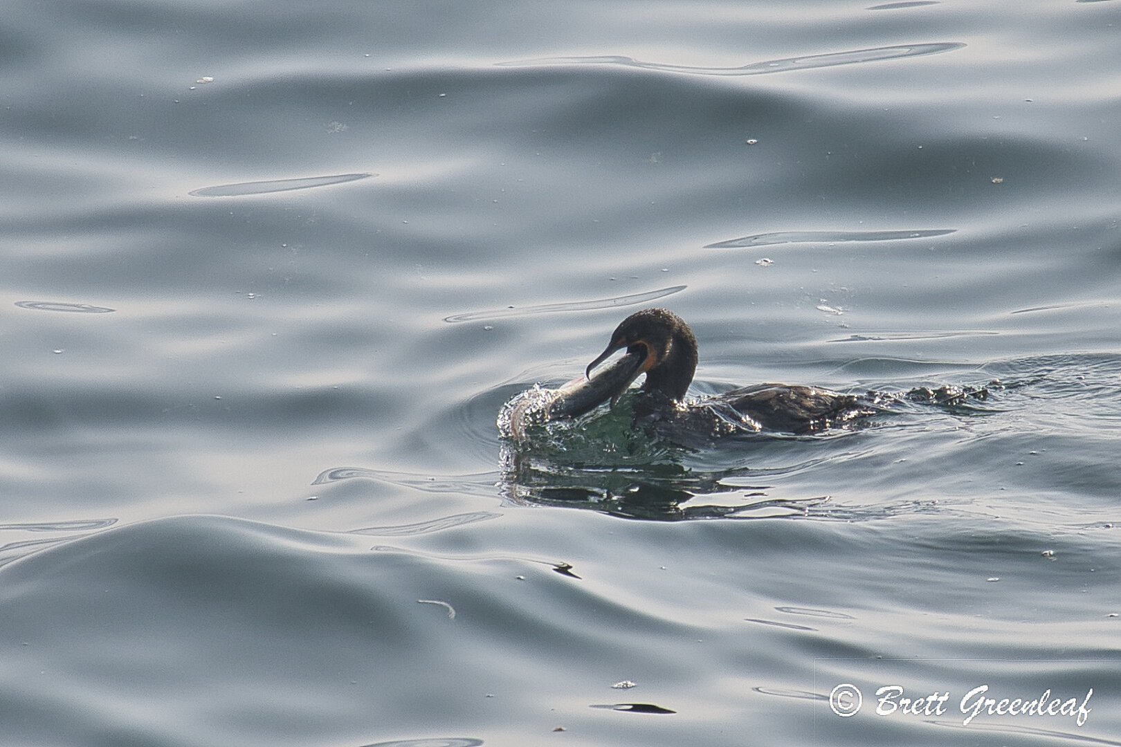 A double-crested cormorant in the water with a fish in it's beak as it is about to eat the fish.