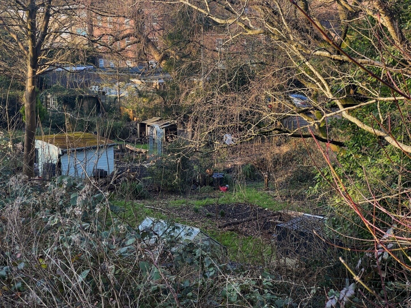 A collection of small sheds and structures is surrounded by overgrown vegetation in a wooded area.