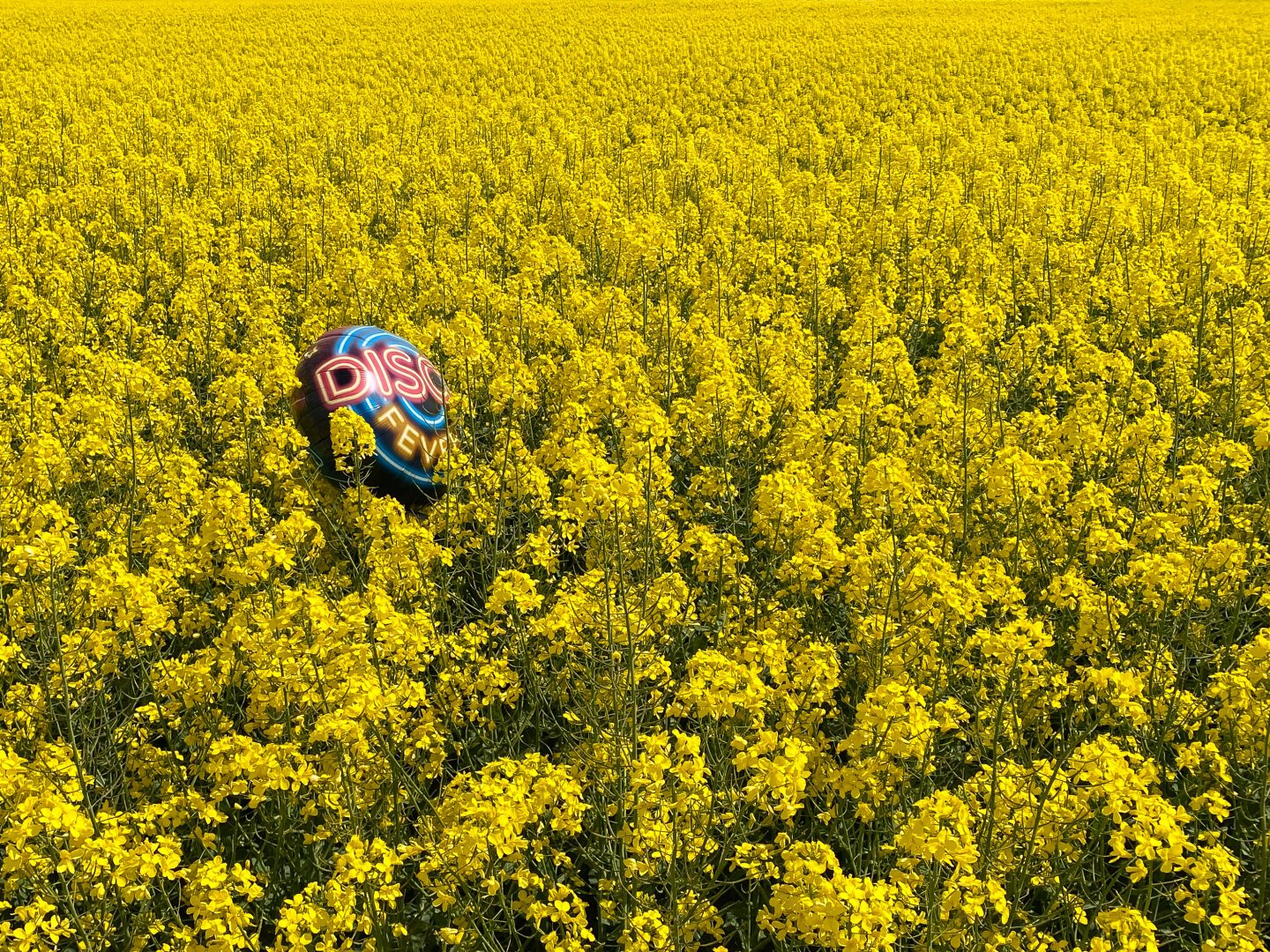 A party balloon lands in a large yellow rapeseed field #Balloon #rapeseed #iphoneography