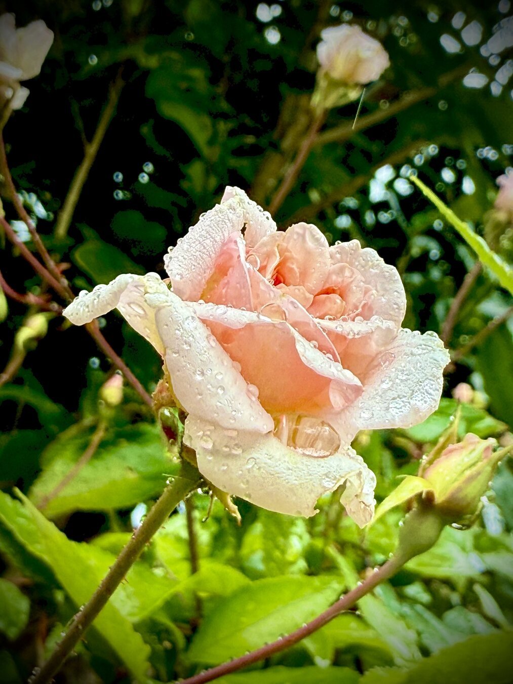 A pale pink rose with rain droplets on it