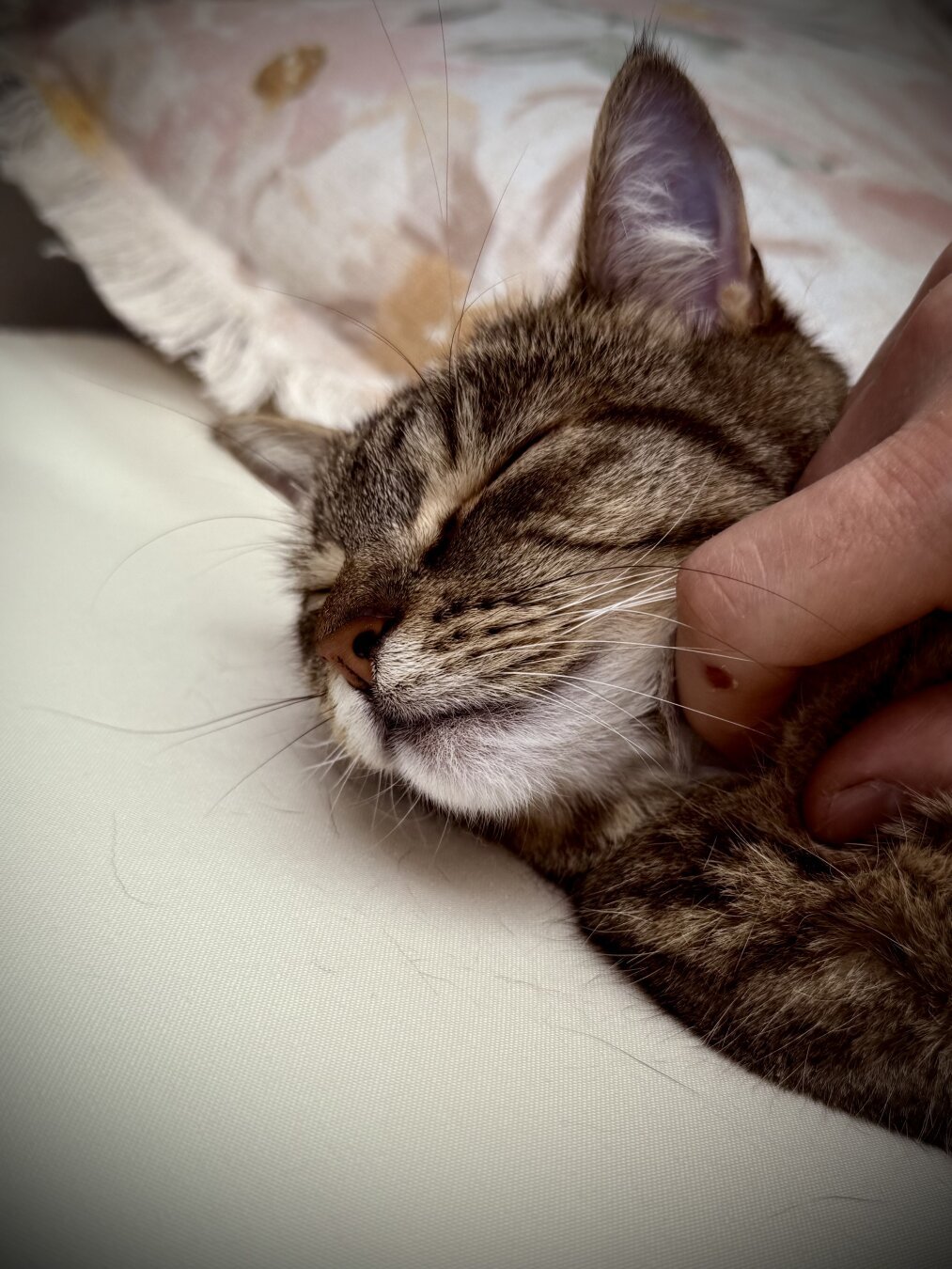 A tabby cat sleeping, with my hand scritching her under her chin