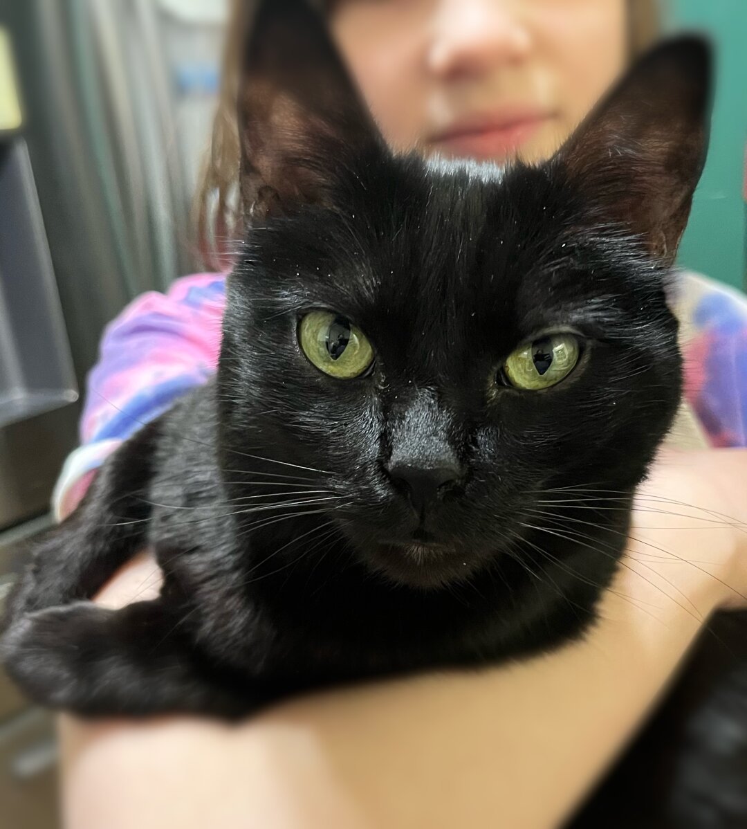 black cat with green eyes looking directly at camera; cat held by young girl (out of focus)— focus is on the cat