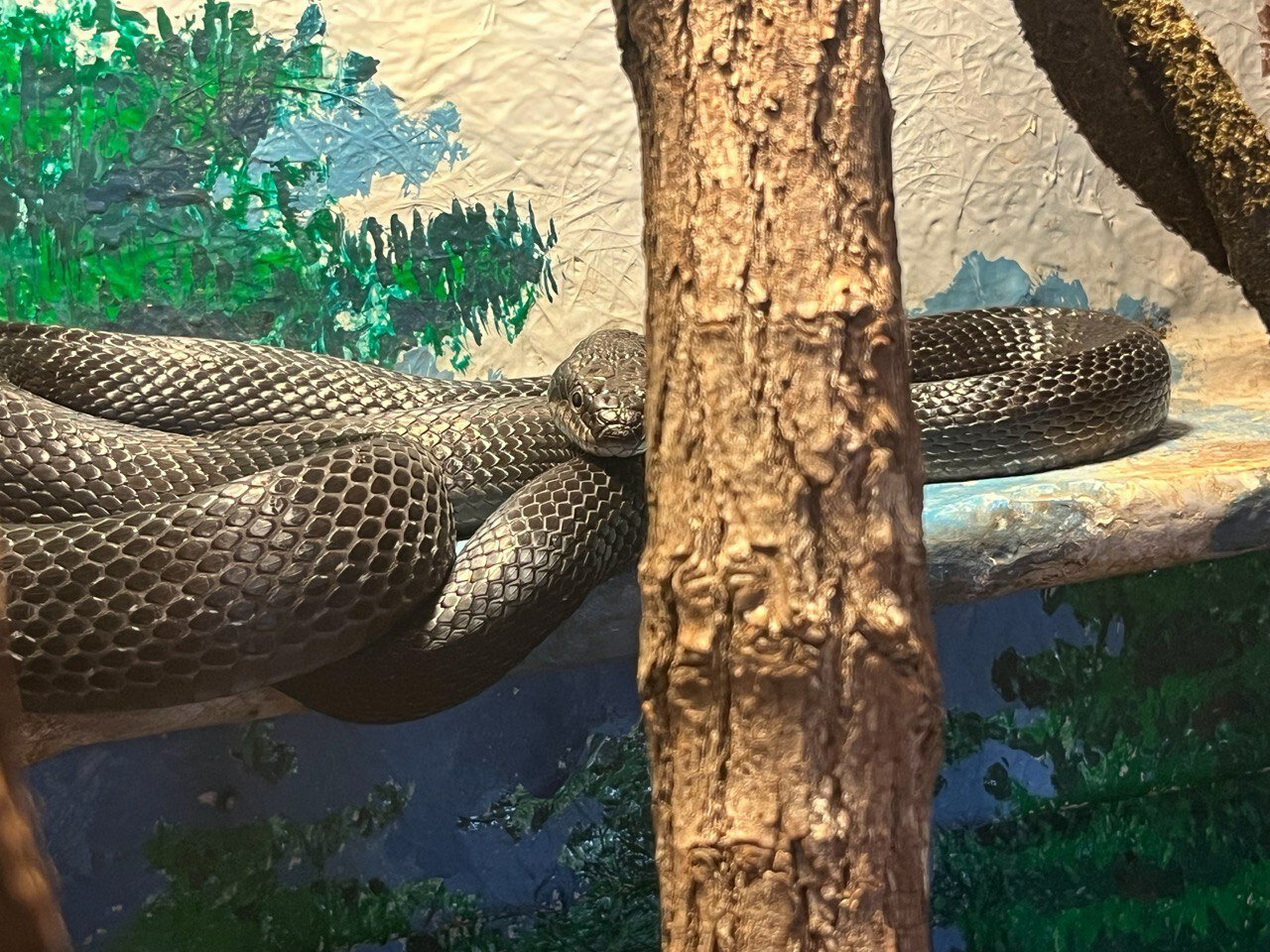 black rat snake at a state park in Georgia, USA