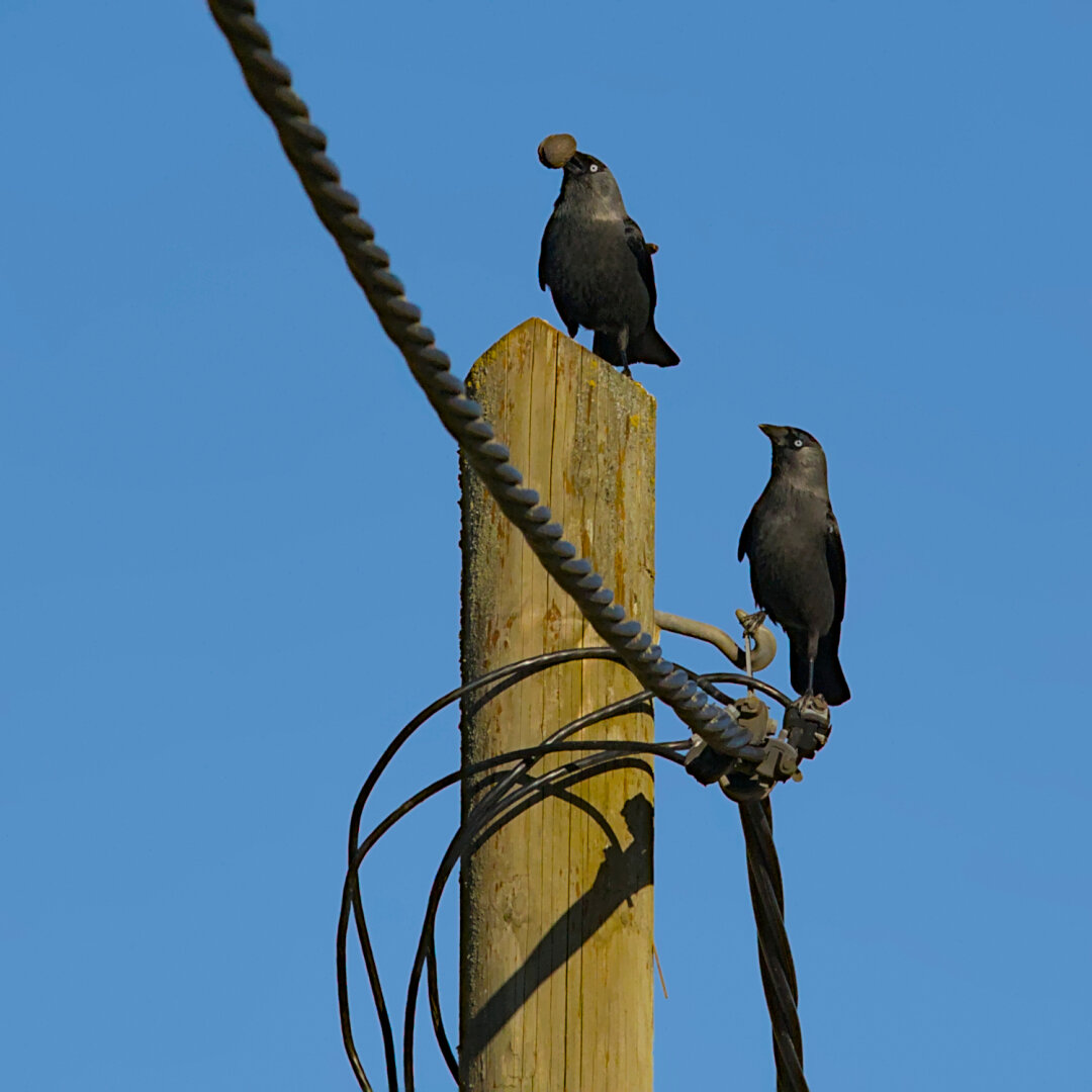 Two Western jackdaws on a wooden pole, one of them with a walnut in its beak